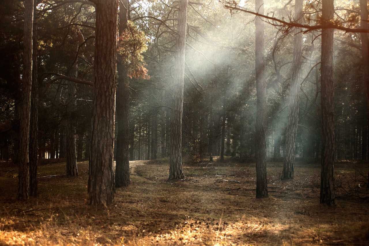 sustainable-paper-jim-corbett